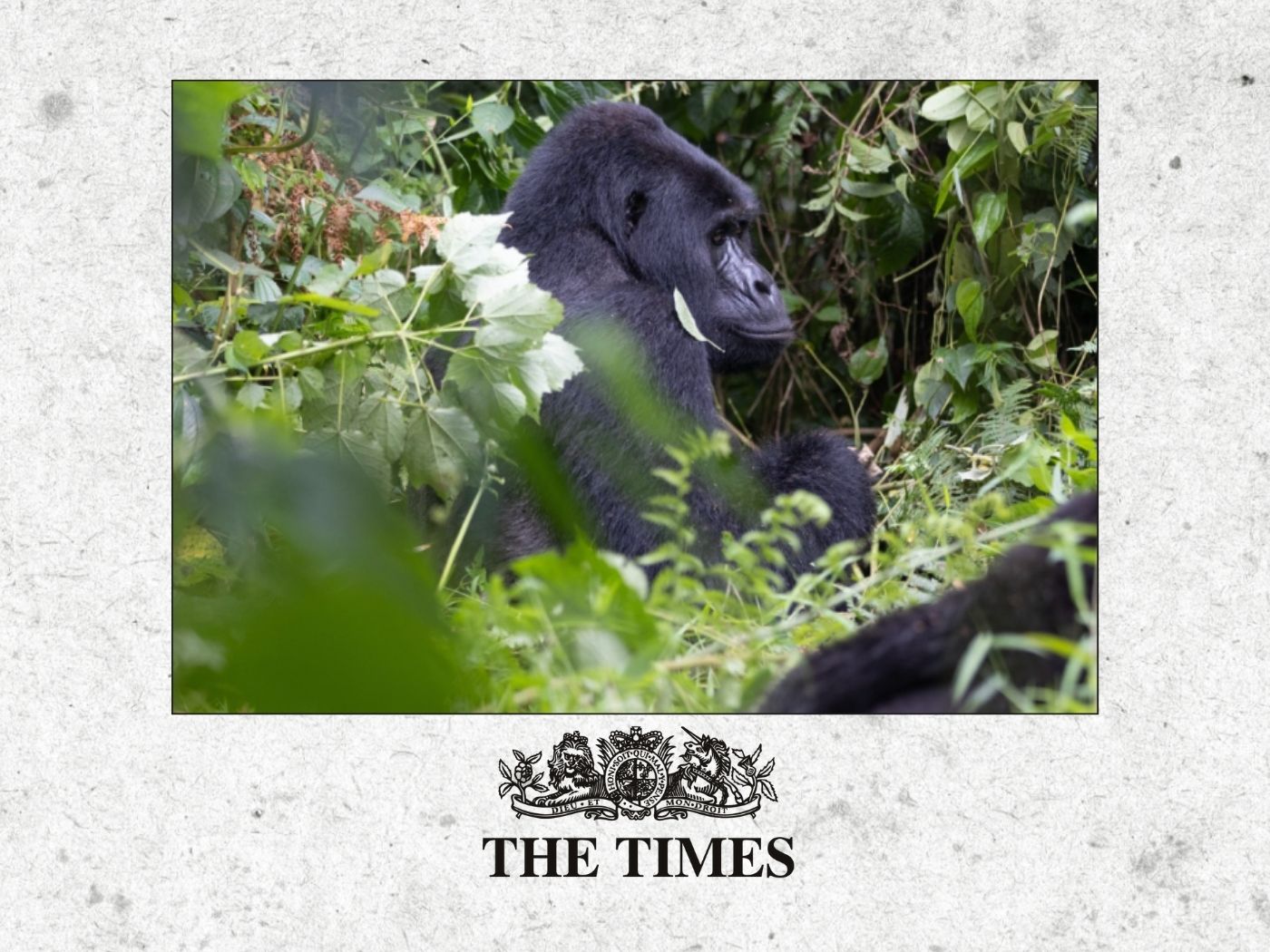 Uganda's battle to live cheek by jowl with gorillas as numbers rise. - THAT GORILLA BRAND