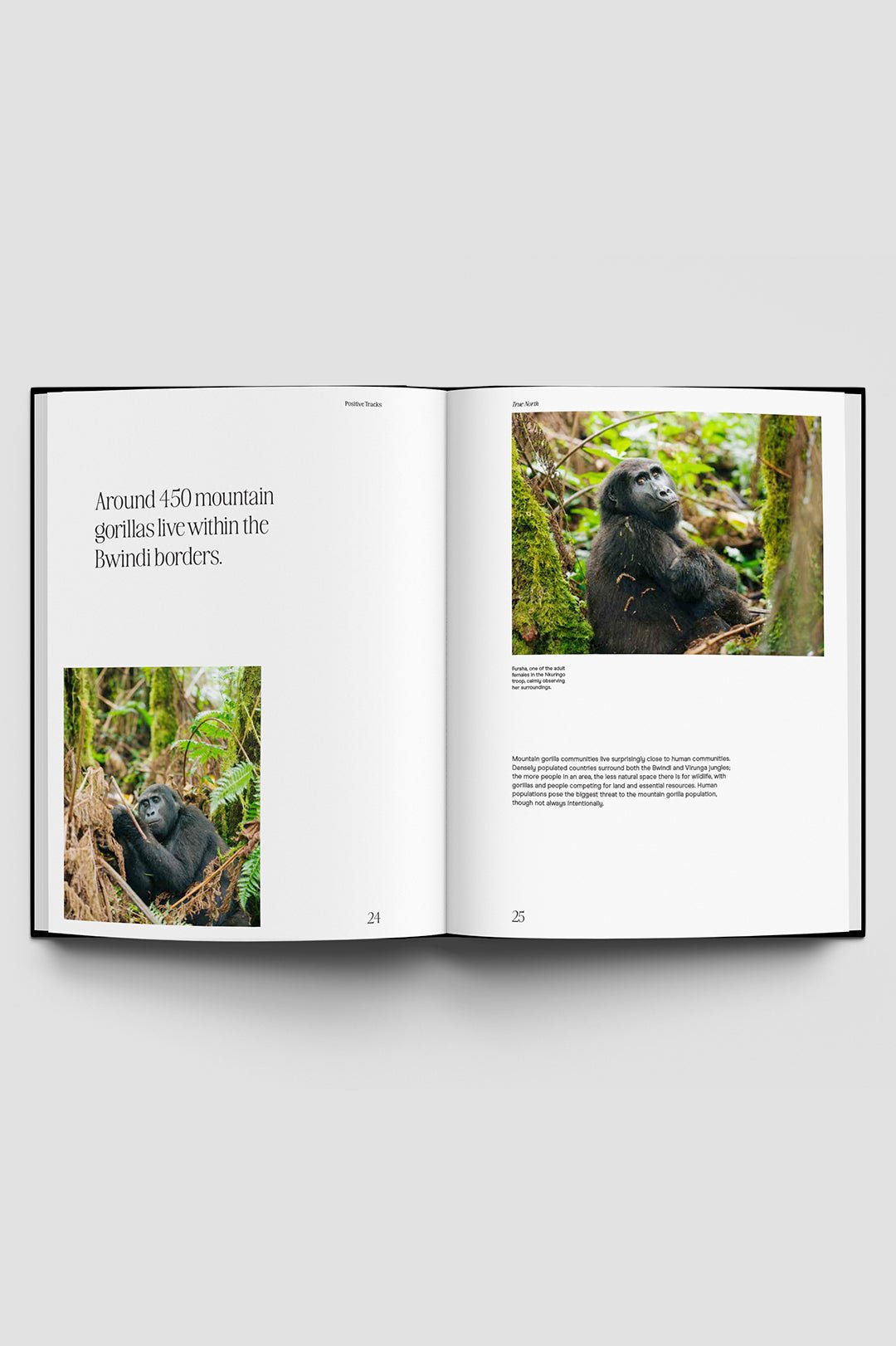 POSITIVE TRACKS - THAT GORILLA BRAND