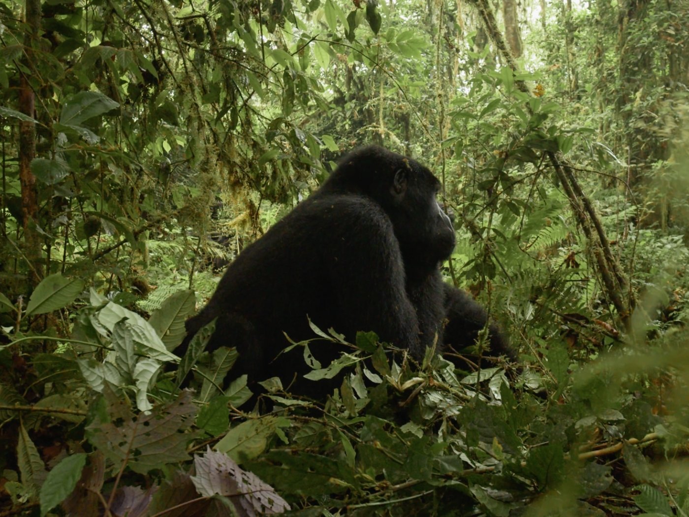 Our Visit To the Gorillas - THAT GORILLA BRAND