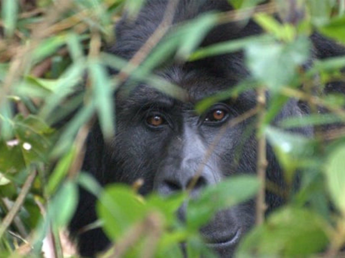 Saving Gorillas and Transforming Communities: The Innovative Approach of The Gorilla Organization - THAT GORILLA BRAND